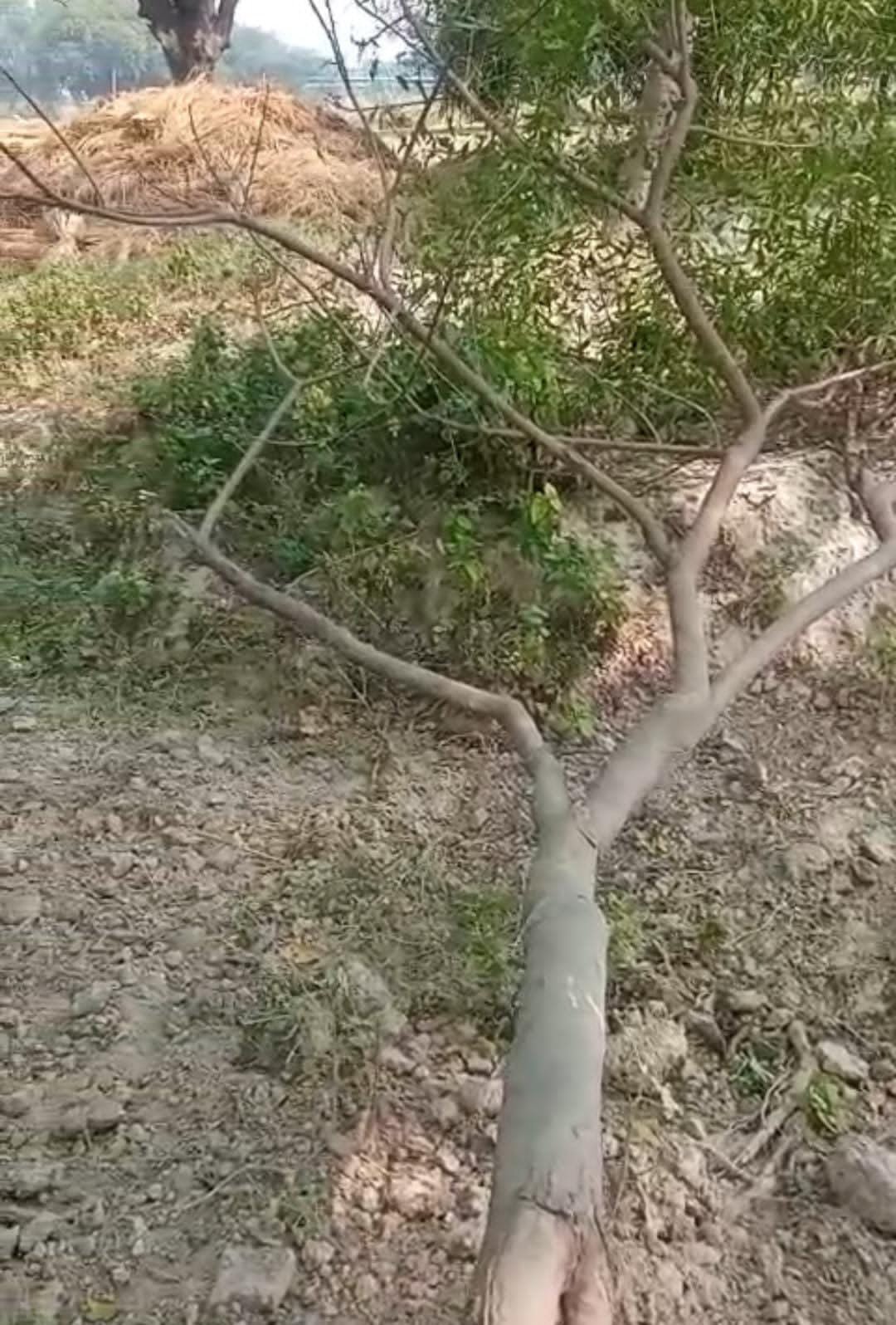 रायबरेली-जबरन काट डाला नीम का पेड़,कोतवाली में हुई शिकायत