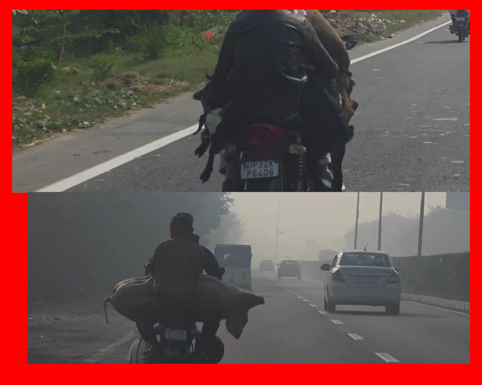 रायबरेली - मवेशियों के साथ क्रूरता , बाइक से सुअर व बकरियों को ढोते लोग , वीडीओ वायरल