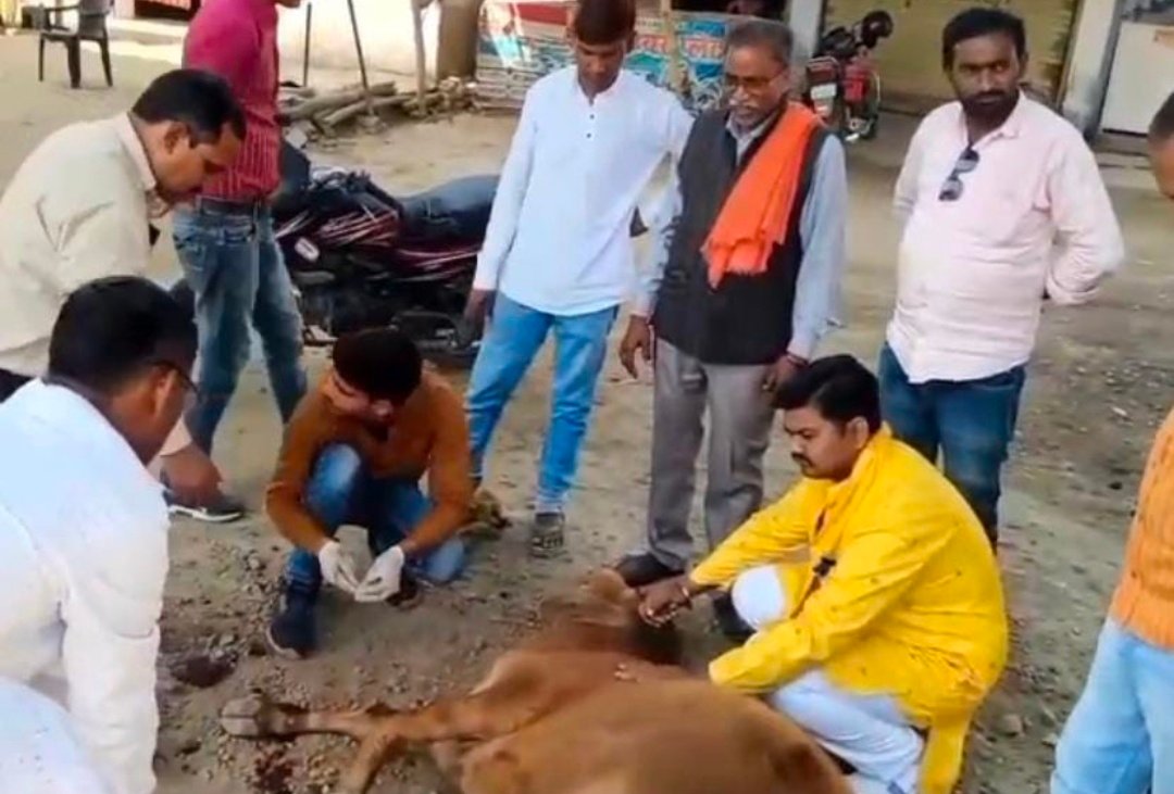 रायबरेली-गौवंश को अज्ञात डंपर ने टक्कर मार मारकर किया घायल