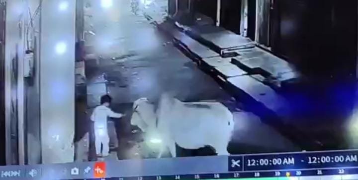 रायबरेली - सांड के हमले का लाइव वीडियो आया सामने, मासूम हुआ घायल