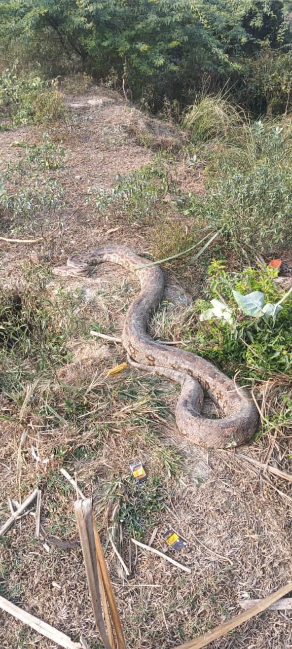 रायबरेली - अजगर दिखने से राहगीरों में मचा हड़कंप, पुलिस को दी गई सूचना