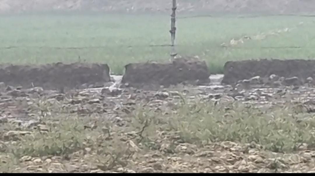 रायबरेली- राठौर के पूरवा गांव में एक माइनर ओवरफ्लो: किसानों की सैकड़ों बीघे फसल जलमग्न