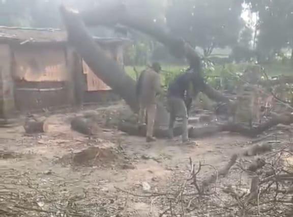 रायबरेली: ऊंचाहार में प्रतिबंधित नीम के पेड़ों पर चल रहा आरा, वन विभाग की कार्यप्रणाली पर उठे सवाल