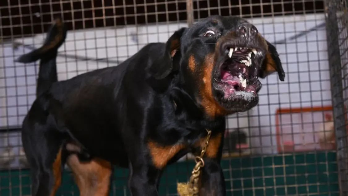 भारत में नहीं खरीदे जा सकेंगे पिटबुल-बुलडॉग, केंद्र सरकार ने लिया ये बड़ा फैसला