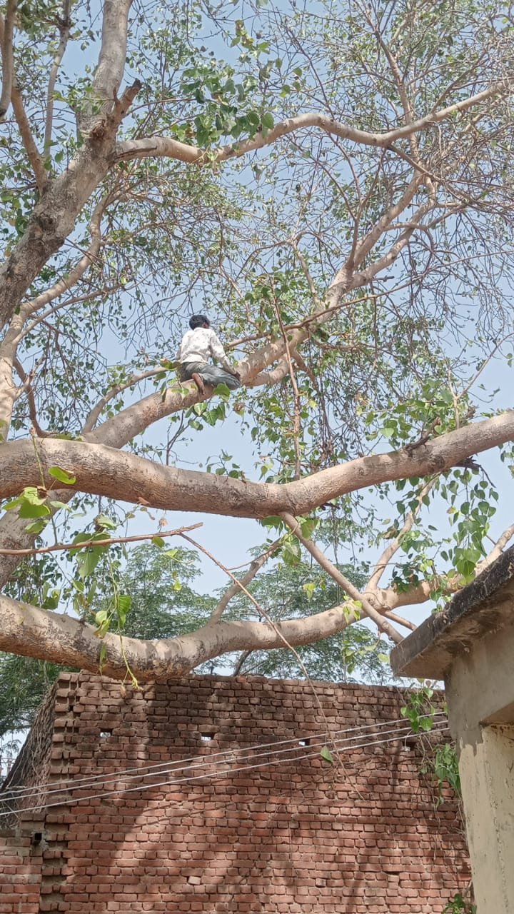 रायबरेली-टूटकर पेड़ पर गिरी 11 केवी की विद्युत लाइन , टला हादसा,,,,, 