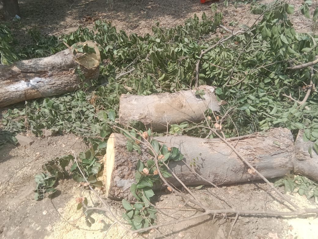 रायबरेली-जबरन काटा पेड़ ,मना करने पर घर में घुसकर महिलाओं के साथ की बदसलूकी