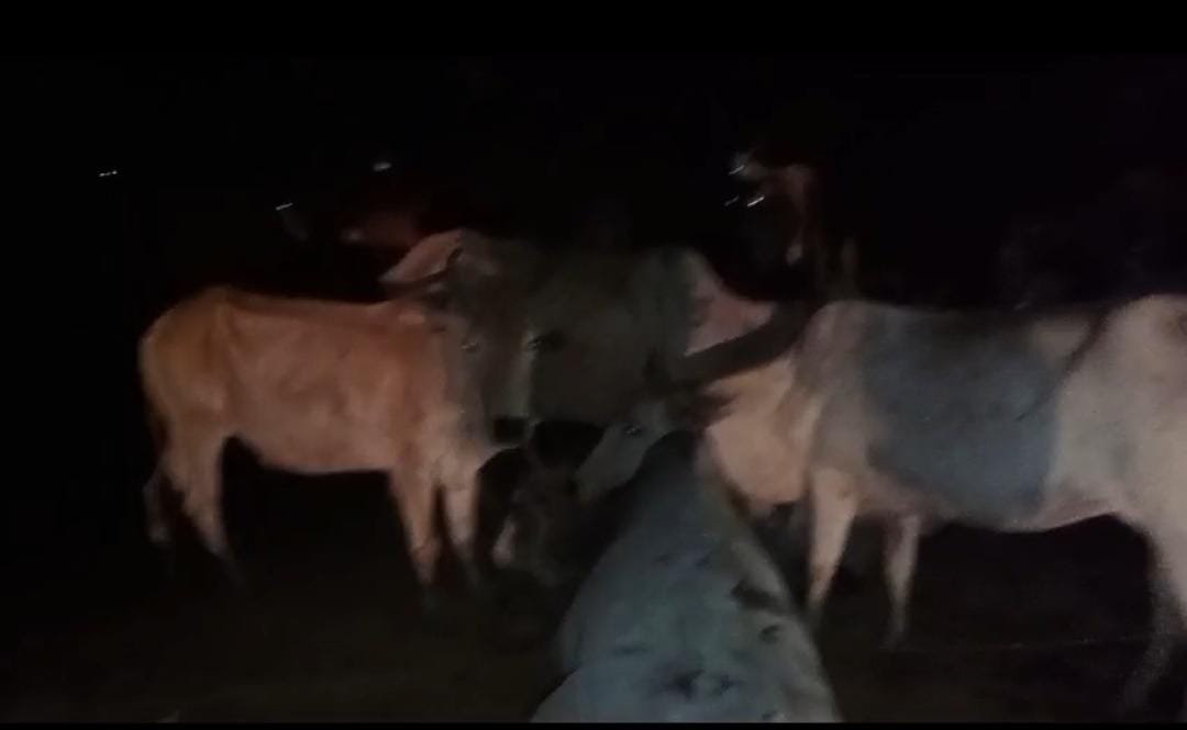 रायबरेली-ग्रामीणों के घेरने पर ट्रक छोड़कर भागे गो तस्कर ,पशु क्रूरता निवारण का केस दर्ज 