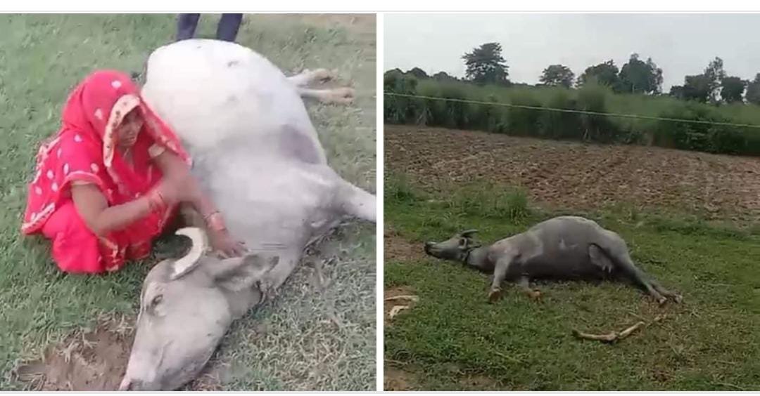 रायबरेली-बांस के सहारे लटक रहे विद्युत तार की चपेट में आकर भैंस की मौत 