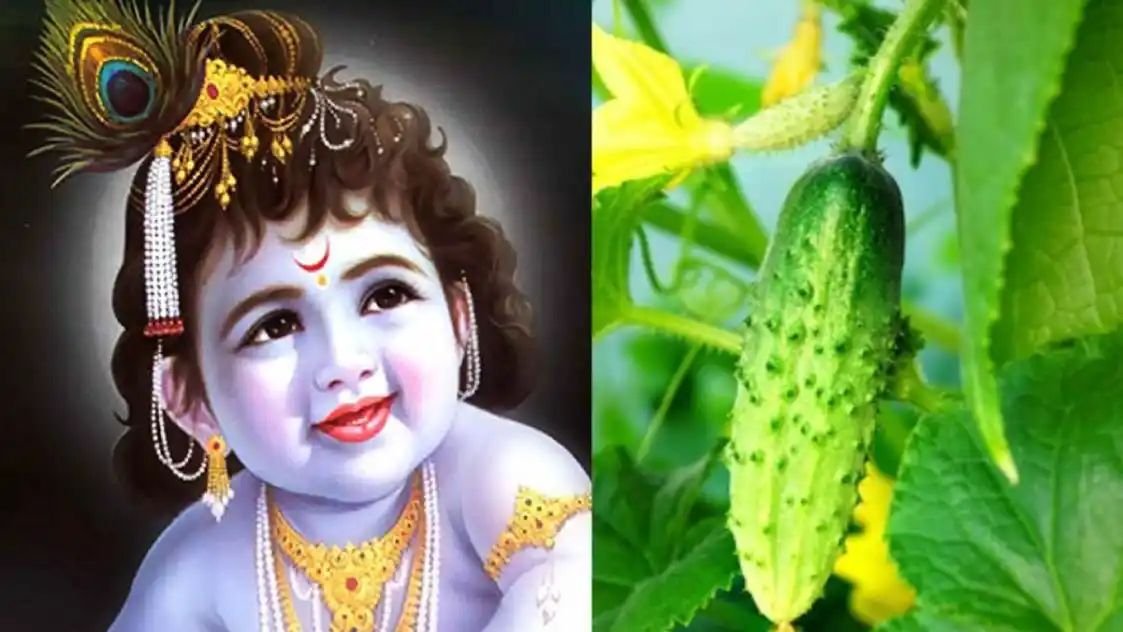 जन्माष्टमी पर क्या है खीरे का महत्व, क्यों इससे करवाया जाता है बाल गोपाल का जन्म, जानें माता देवकी से इसका संबंध