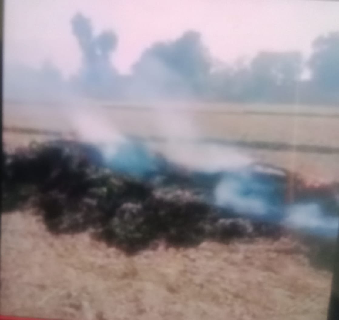 रायबरेली-अराजक तत्वों ने बीडीसी के खेत की फसल को जलाया 