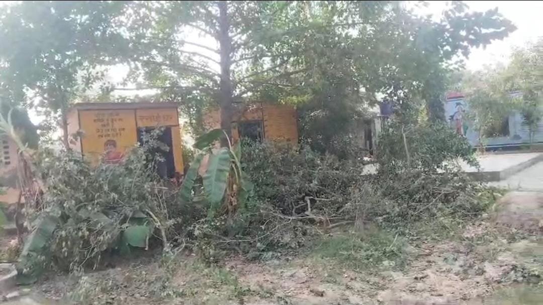 रायबरेली-प्राथमिक विद्यालय में चोरी से कटवा लिए गए कीमती पेड़