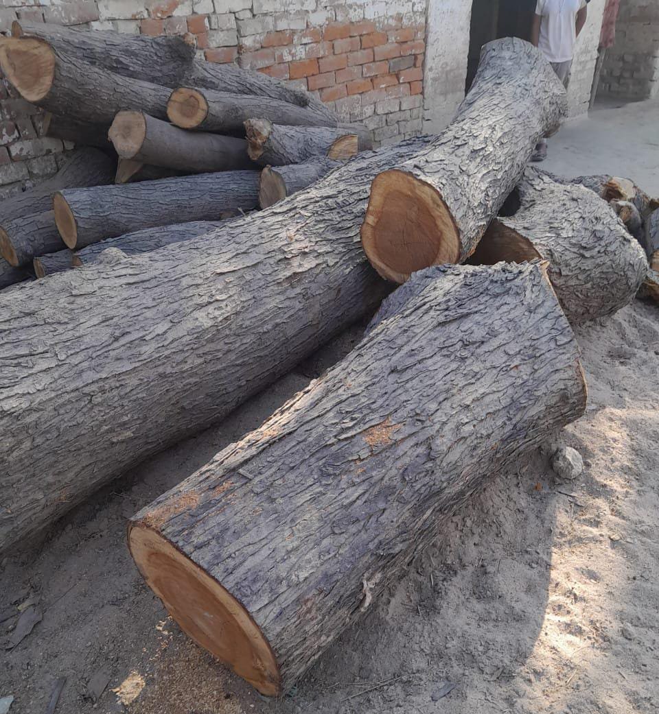 रायबरेली-काट डाला नीम का पेड़ , विरोध करने पर दरवाजा तोड़ दिया,,,, 