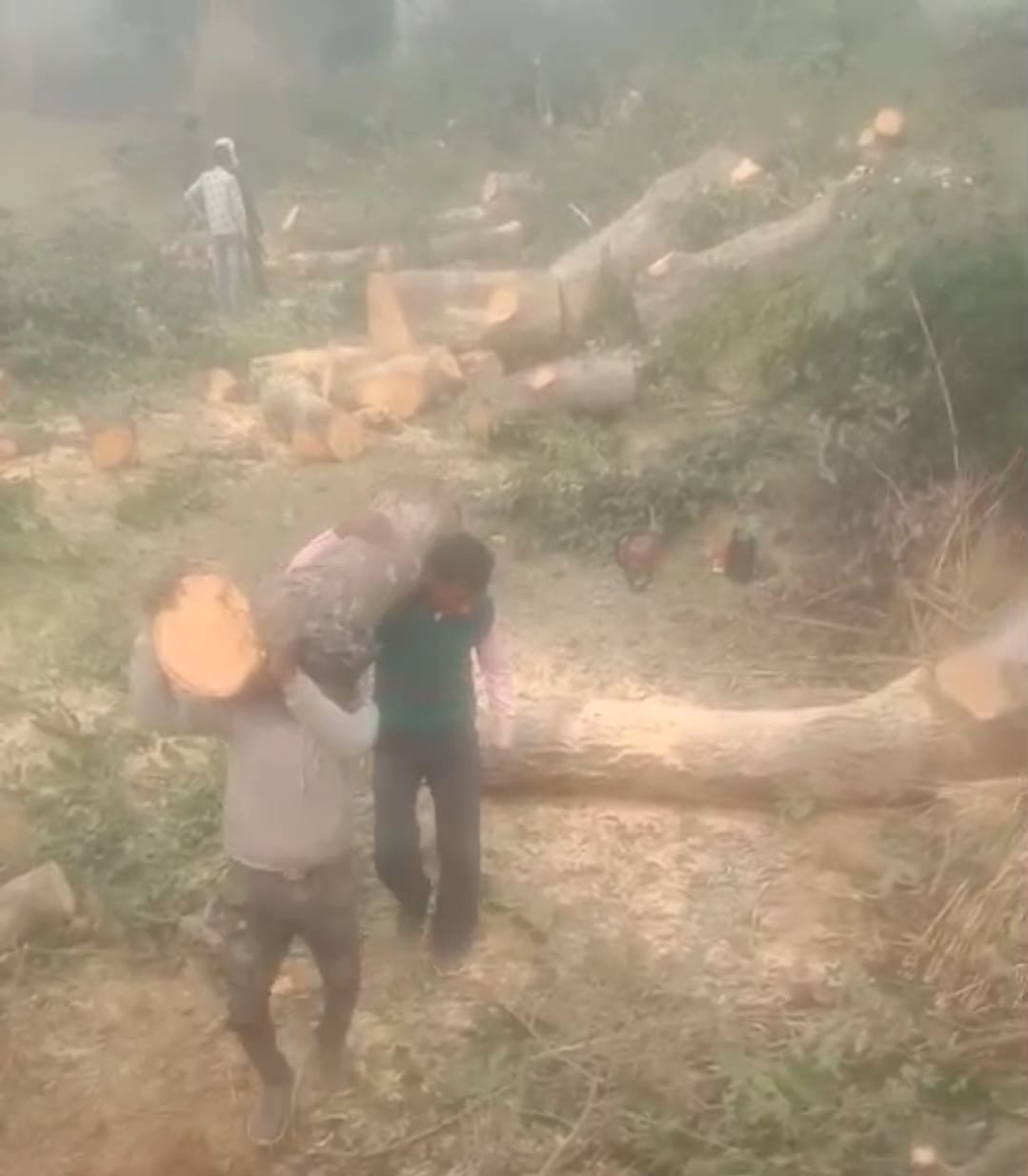 रायबरेली-ठेकेदार ने जबरन कटवा दिए विवादित पेड़,पीड़ित ने की शिकायत