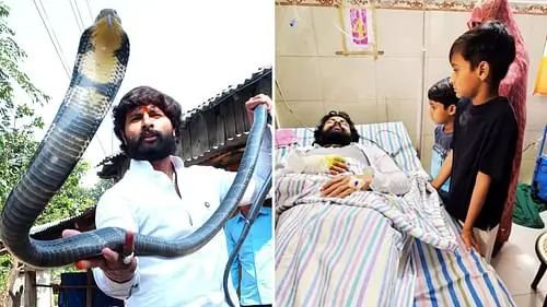 सांप पकड़ने वाले हौसला की एक गलती, किंग कोबरा ने किया अटैक; फॉलोअर्स कर रहे दुआएं