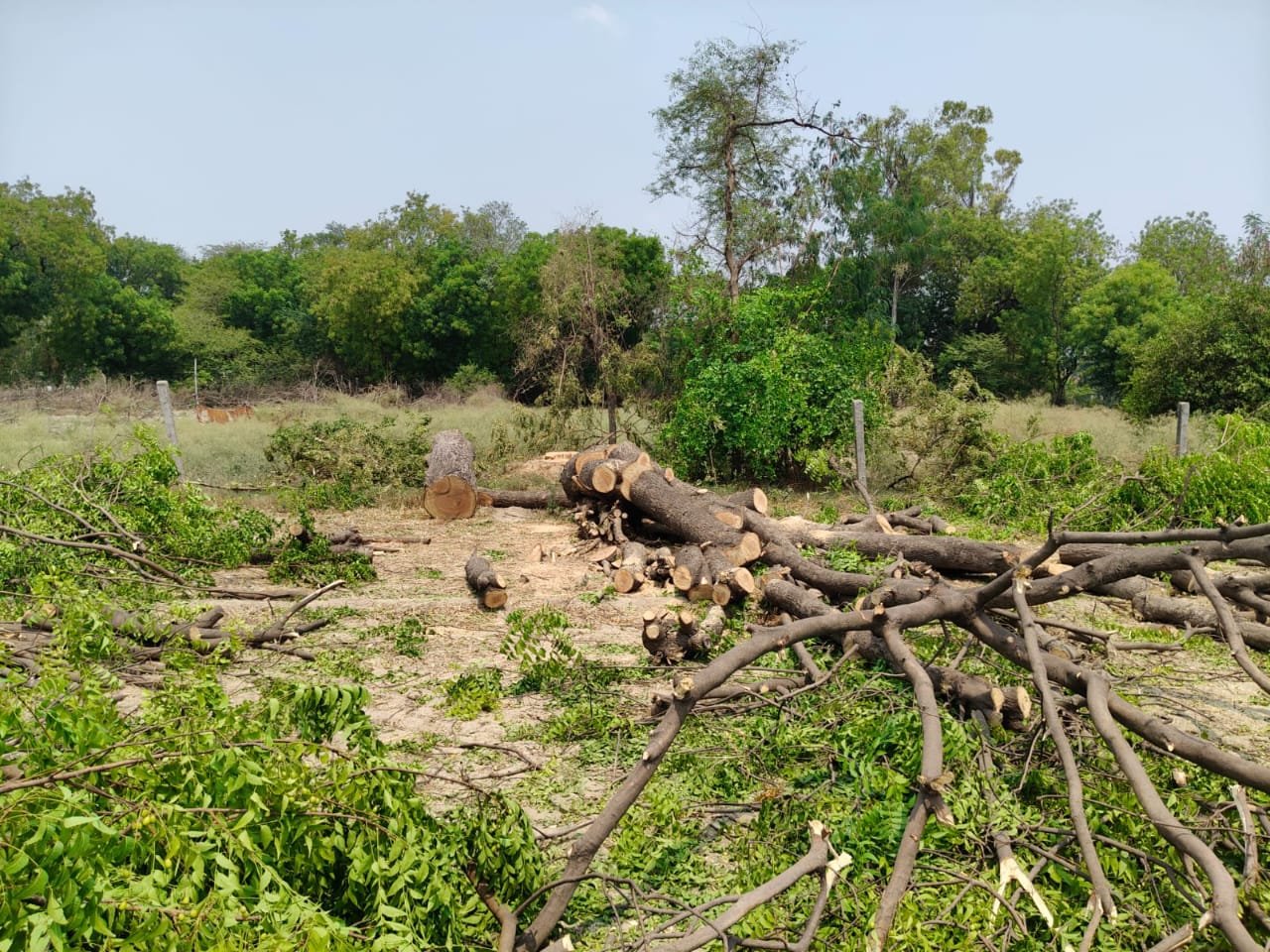 रायबरेली-ऊंचाहार में आखिर किसके अनुमति से काटे जा रहे  प्रतिबंधित नीम का पेड़,,,,,?