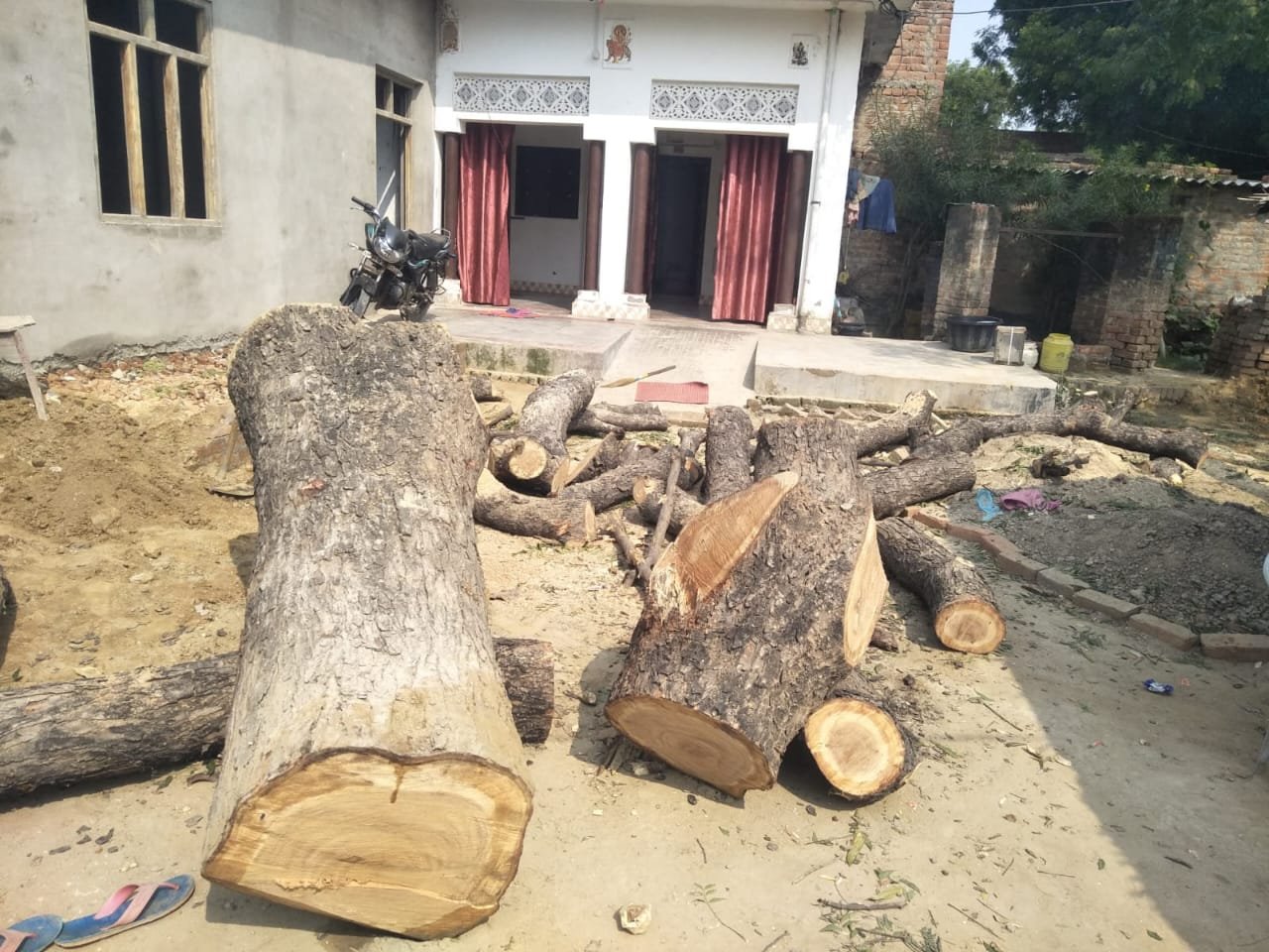 रायबरेली-काटा नीम का हरा पेड़, वनरक्षक ने दी कोतवाली में तहरीर,,,,,