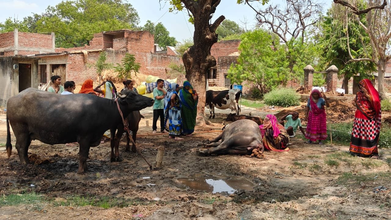 रायबरेली-लापरवाही:भैंस पर टूटकर गिरा विद्युत तार, मवेशी की हुई मौत,,, 