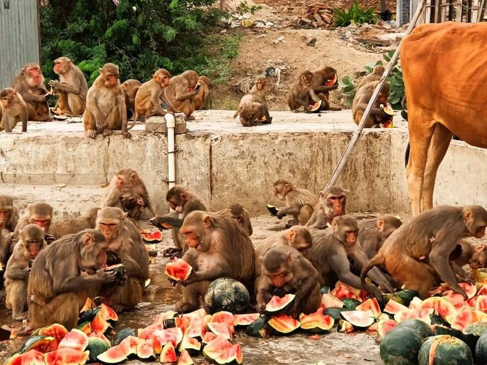 राष्ट्रीय सैनिक छात्र सेवा परिषद ने भीषण गर्मी में गौवंश व बंदरो की भूख व प्यास बुझाने में लगा*