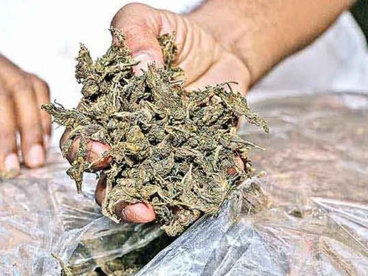 रायबरेली-आखिर किसके सरक्षंण में मकदूमपुर चौकी क्षेत्र में बिक रहा है चरम पर गांजा