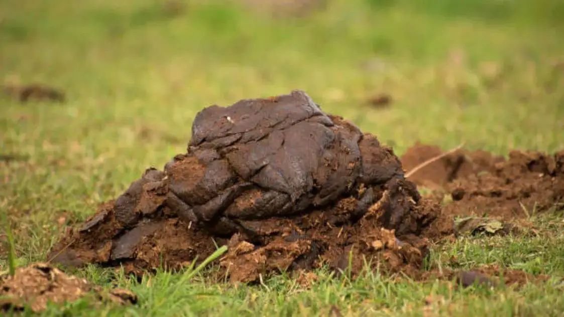 रायबरेली- 30 करोड़ का चारा खा गए गोवंश, मगर गोबर का कोई हिसाब नहीं!