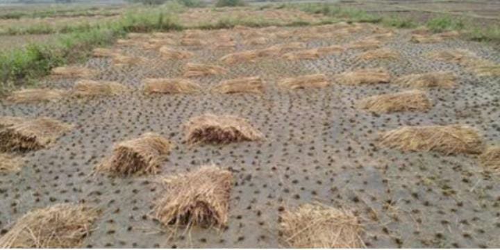 रायबरेली-अंबर से हुई फसल के लिए आफत की बरसात , आम के फलों को क्षति,,,