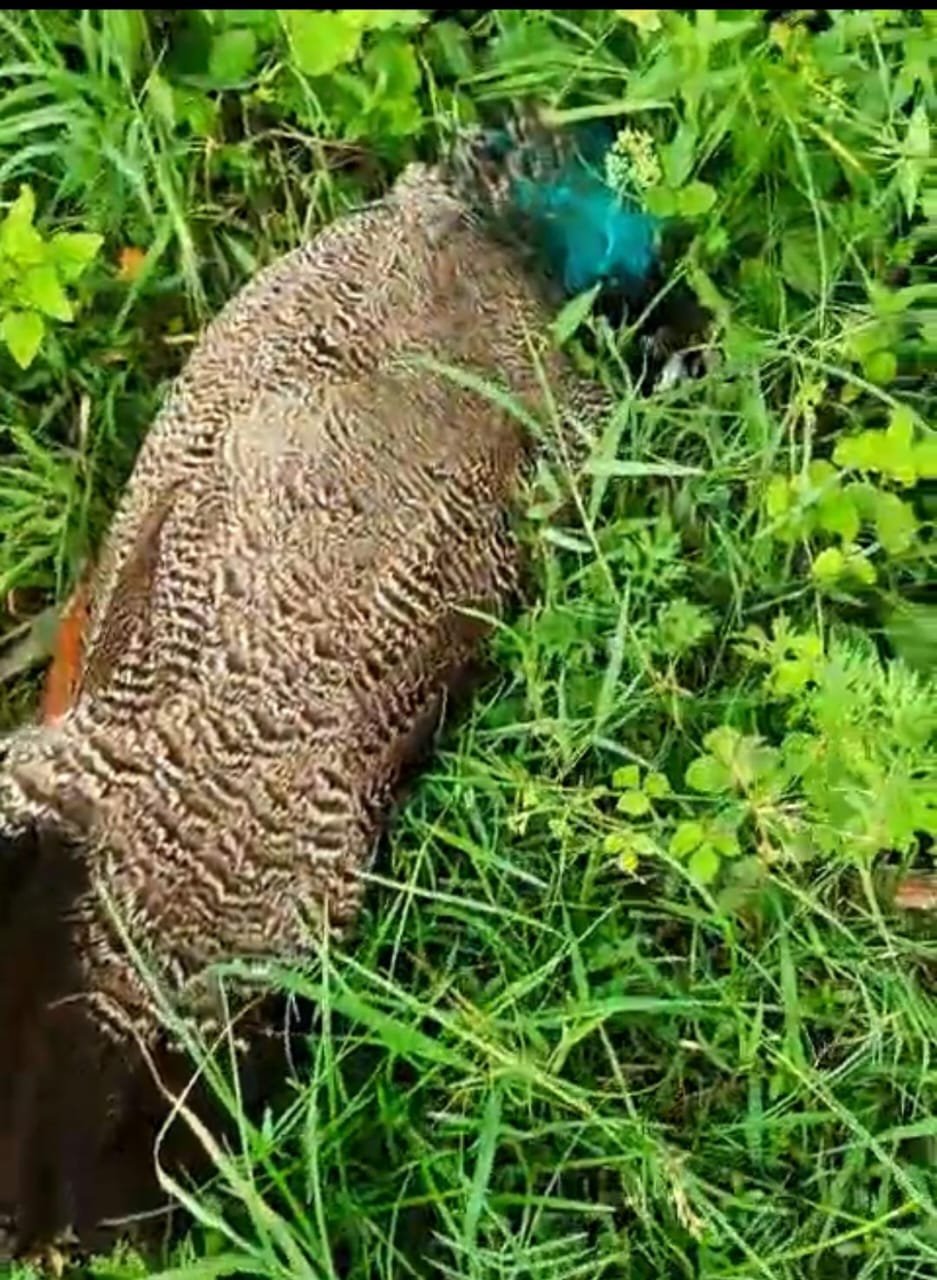 रायबरेली-विद्युत करंट की चपेट में आकर राष्ट्रीय पक्षी की मौत 