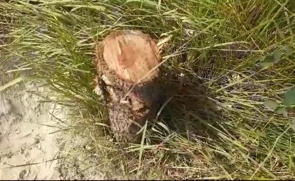 रायबरेली-रात के अंधेरे में काट डाले गए शीशम के हरे पेड़ , जिम्मेदार बेखबर सोते रहे 