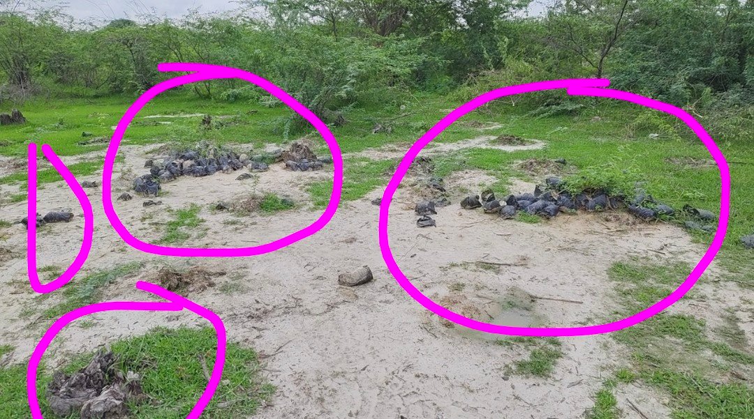 रायबरेली-वन दरोगा आलोक मणि ने वृक्षारोपण में कराई खाना पूर्ति,धरातल में कूड़े के ढेर में पड़े मिले पेड़,आखिर कहाँ गया बजट 