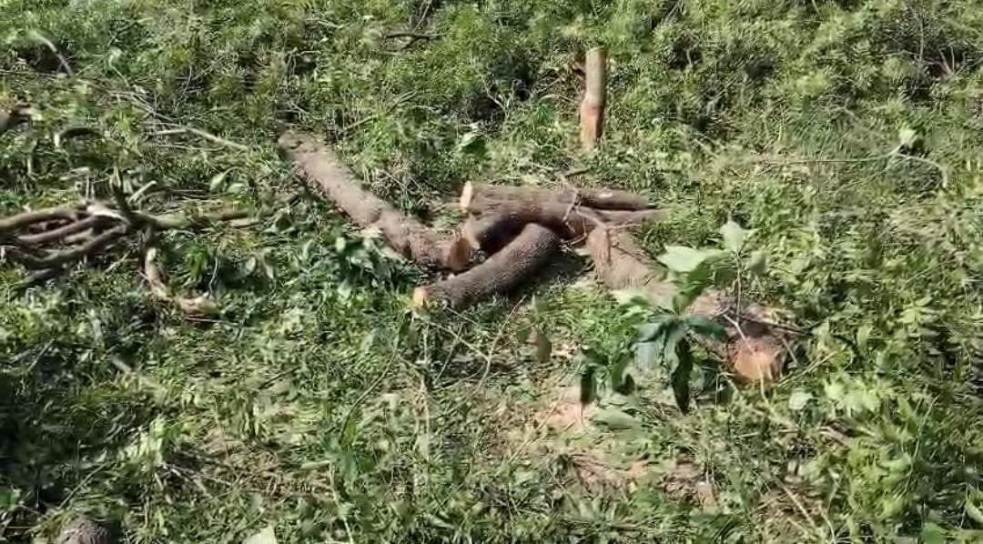 रायबरेली- पट्टी रहस कैथवल में बिना परमीशन काटें  हरे नीम के पेड़, वन दरोगा नें कहा होगी कार्यवाई,,,,, 