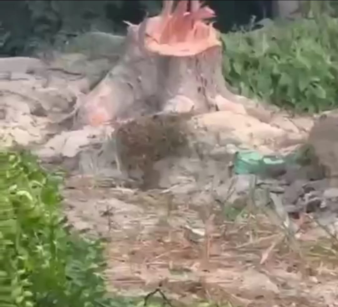 रायबरेली-बिना अनुमति नीम के पेड़ काटे जाने का वीडियो हुआ सोशल मीडिया पर वायरल,, 