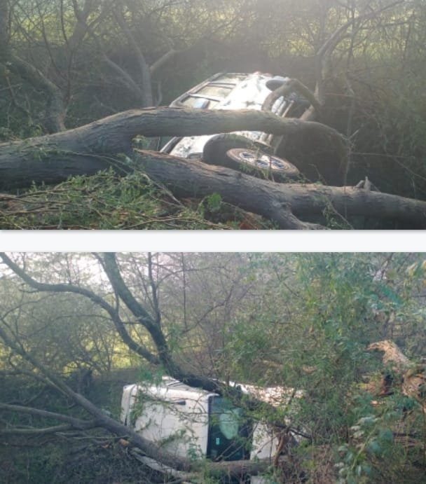 रायबरेली-अनियंत्रित स्कॉर्पियो हाईवे से नीचे कूदकर पेंड से टकराई, चालक घायल