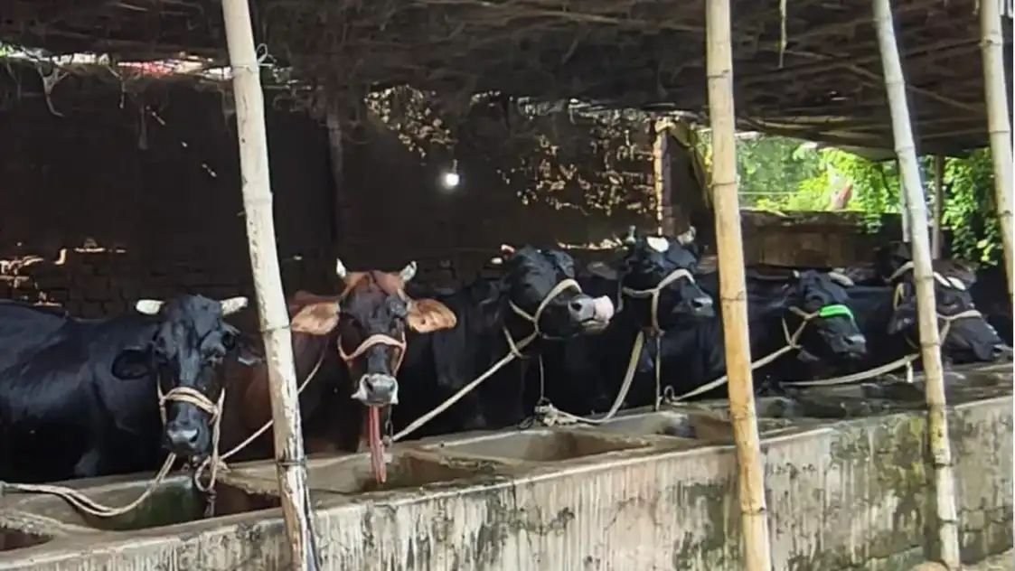 भैंस पालन पर किसानों को मिलेगा अनुदान: सामान्य वर्ग को 50%, एससी-एसटी-ईबीसी को मिलेगी 75 फीसदी सब्सिडी