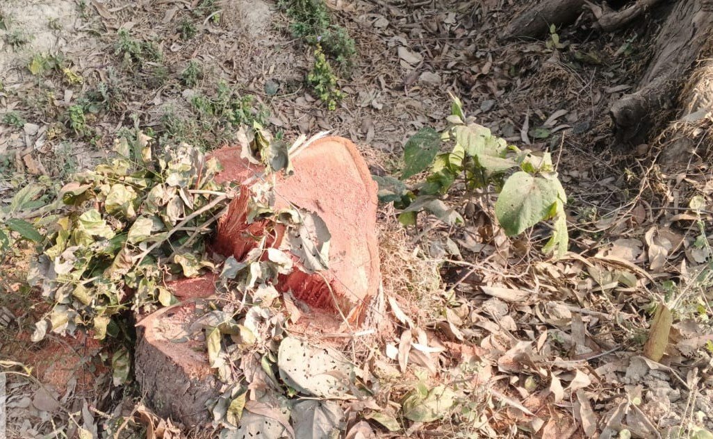 रायबरेली-नगर विभाग के अधिकारियों की सुस्ती का फायदा उठा रहे अज्ञात चोर अब सरकारी पेड़ भी सुरक्षित नहीं