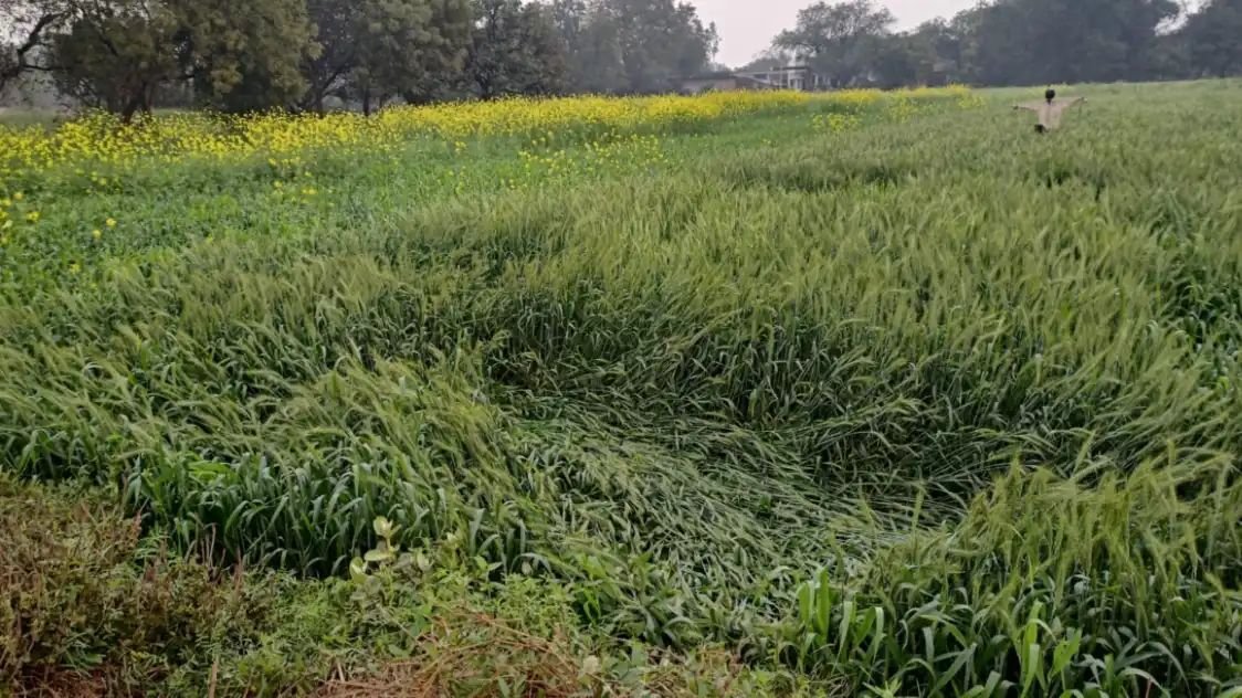 रायबरेली में हल्की बारिश और तेज हवा से बढ़ी ठंड, अगले तीन द‍िन तक सुबह बना रहेगा कोहरा