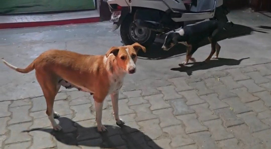 रायबरेली-जिला अस्पताल में आवारा कुत्तों का आतंक,एयर कंडीशनर रूम में बैठ कर सीएमएस कह रहे आल इज वेल