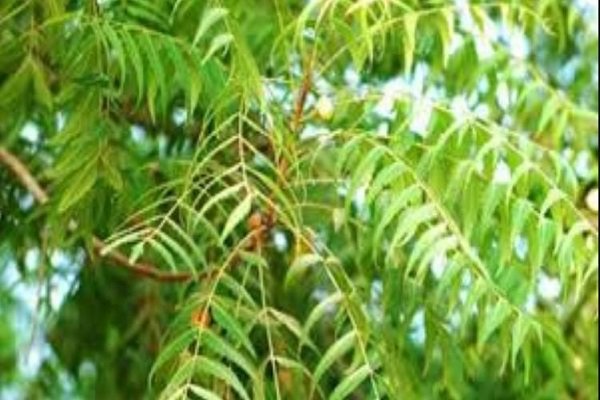 कैंसर जैसी बीमारी से बचने के लिए असरदार है ये पत्ति, जाने फायदे और उपयोग!