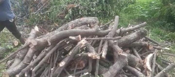 Raibareli-  तो क्या नवागत चौकी इंचार्ज ने वन माफियाओं को दे रखी है खुली छूट*