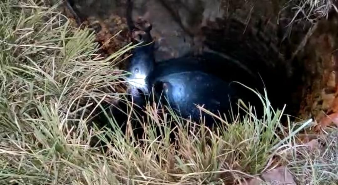 Raibareli-जेसीबी मशीन से कुएं को खोदकर सुरक्षित निकाली गई गाय