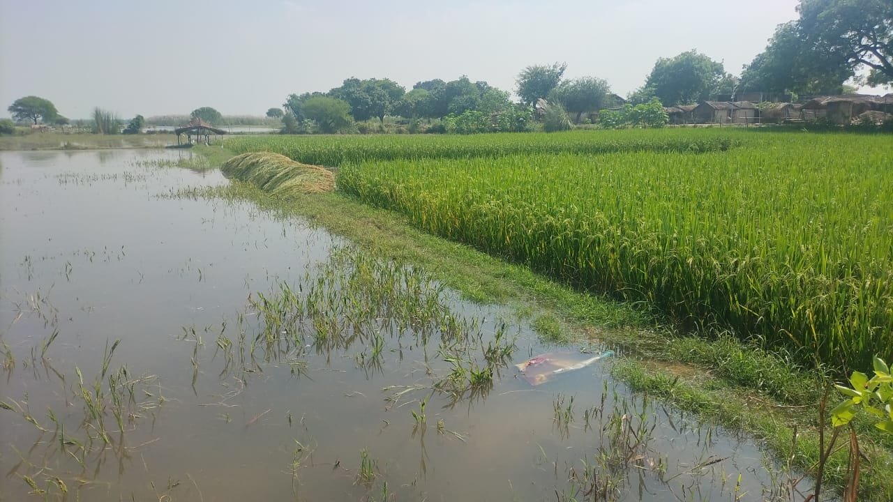 Raibareli-गंगा के जल स्तर में वृद्धि से कटरी क्षेत्र के किसानों की उड़ी नींद*