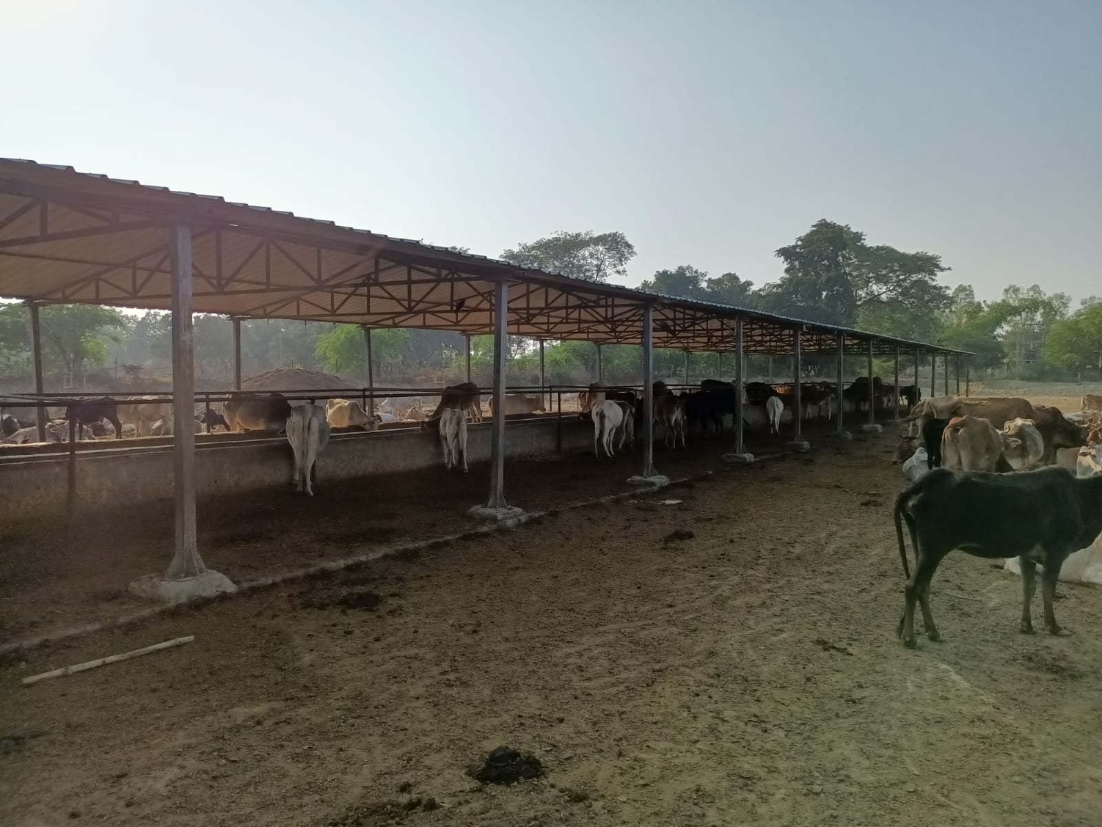 Raibareli-भवानीपुर गौशाला में ठंड से सिकुड़ रहे जानवर बचाव की कोई व्यवस्था नहीं।