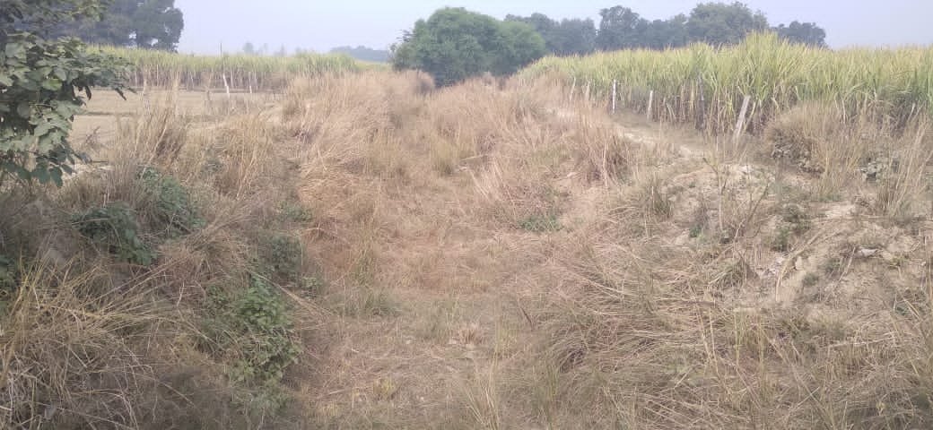 रायबरेली-सरेनी क्षेत्र के रजबहों में धूल उड़ने से किसान परेशान*