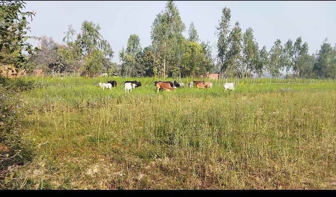 Raibareli-छुट्टा मवेशियों से परेशान किसान रात भर जगाने के लिए मजबूर  * 