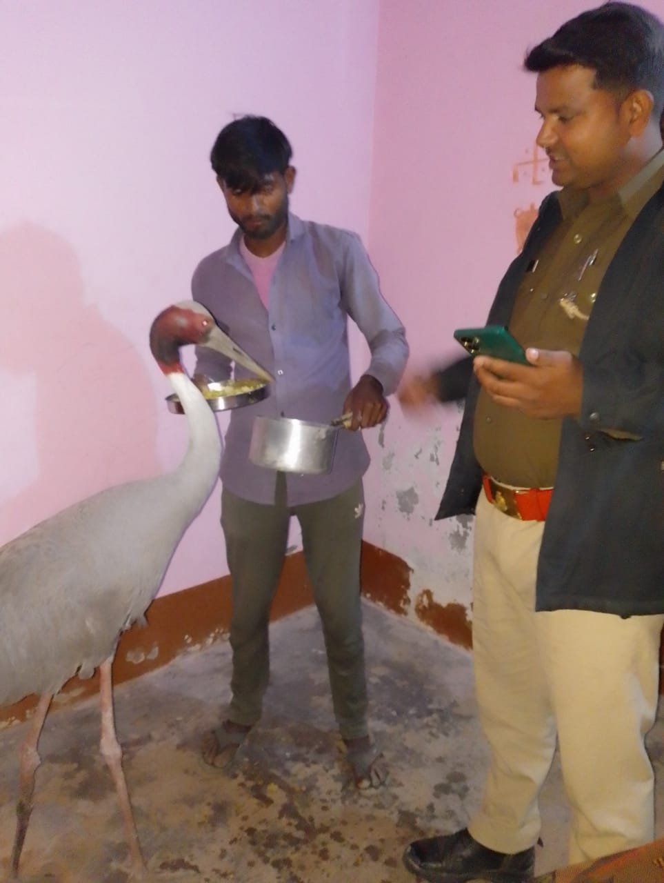 Raibareli-चर्चा का विषय बना सारस पक्षी राजनीतिक सरगर्मी तेज