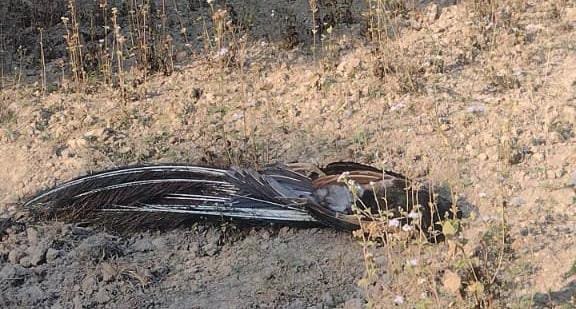 रायबरेली-राष्ट्रीय पक्षी मोर की मौत, वन विभाग कराया पीएम,,,