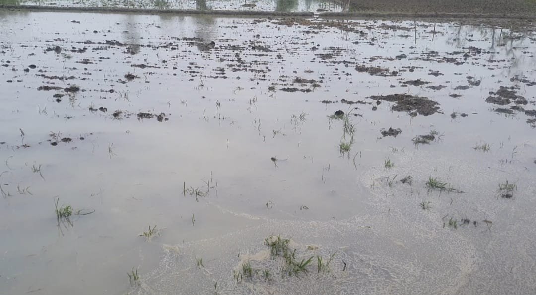 Raibareli-खेत में बारिश का पानी एकत्रित करने के लिए करें मेड़बन्दी : डा. रवि चंद्र प्रकाश