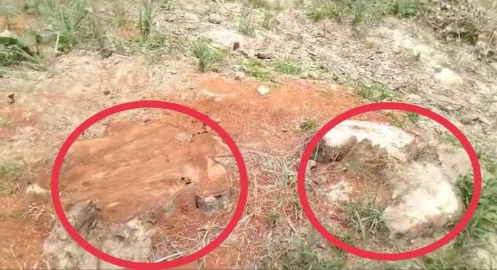 Raibareli-जिम्मेदारों के आर्शिवाद से लालगंज हल्का नंबर तीन में हो रही हरे प्रतिबंधित पेड़ों की अवैध कटान*