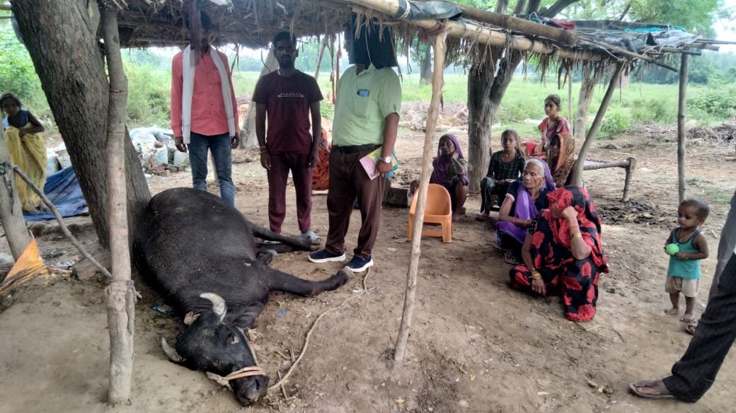 आकाशीय बिजली गिरने से चार भैंसों की हुई मौत