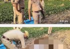 रायबरेली-अज्ञात बुजुर्ग का शव मिलने से मचा हड़कंप, पुलिस जांच पड़ताल में जुटी