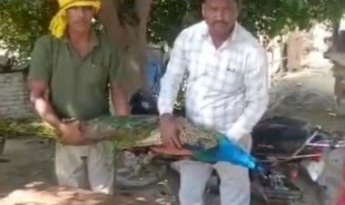 ऊंचाहार:जंगली जानवर के हमले में राष्ट्रीय पक्षी मोर की मौत,,,,