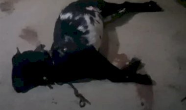 6 बकरियों की धारदार हत्या से की गई हत्या, ग्रामीणों में दहशत